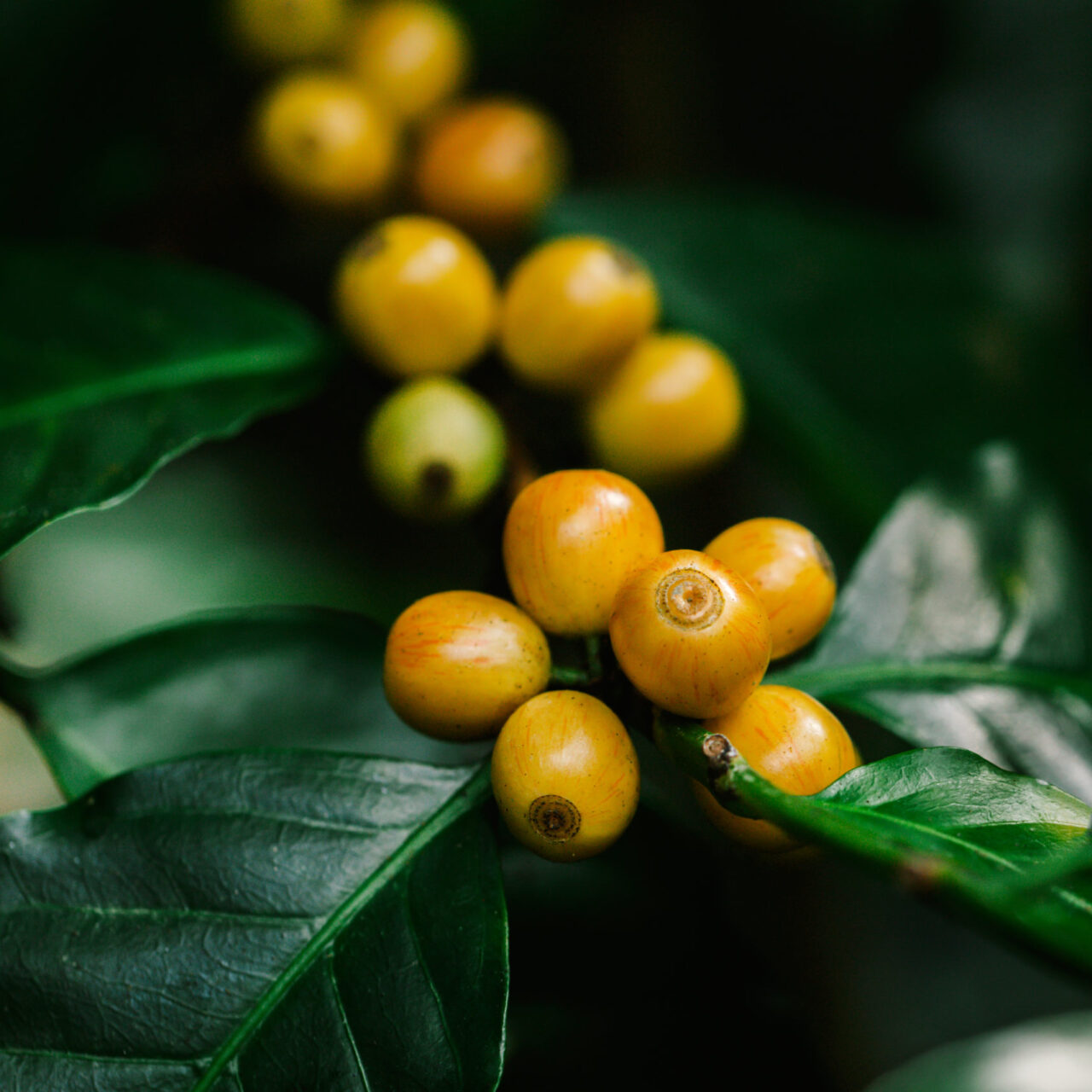 yellow catimor Coffee beans ripening on tree in North of thailan